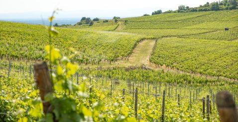 Alsace en été
