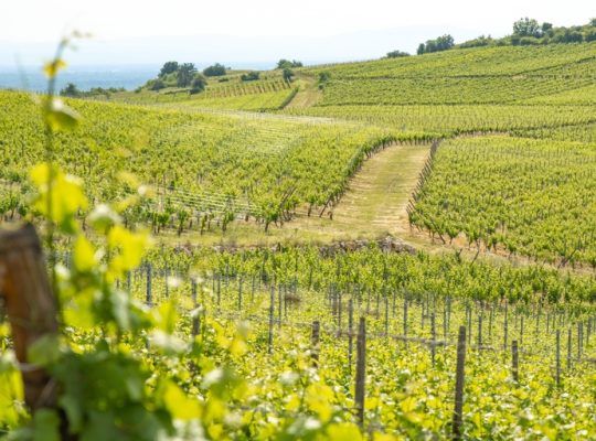 Alsace en été